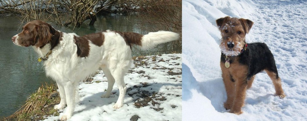 Welsh Terrier vs Drentse Patrijshond - Breed Comparison