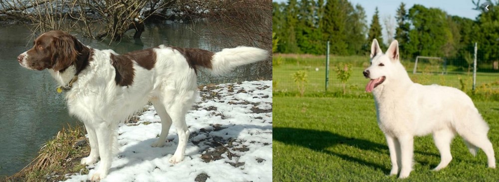 White Shepherd vs Drentse Patrijshond - Breed Comparison