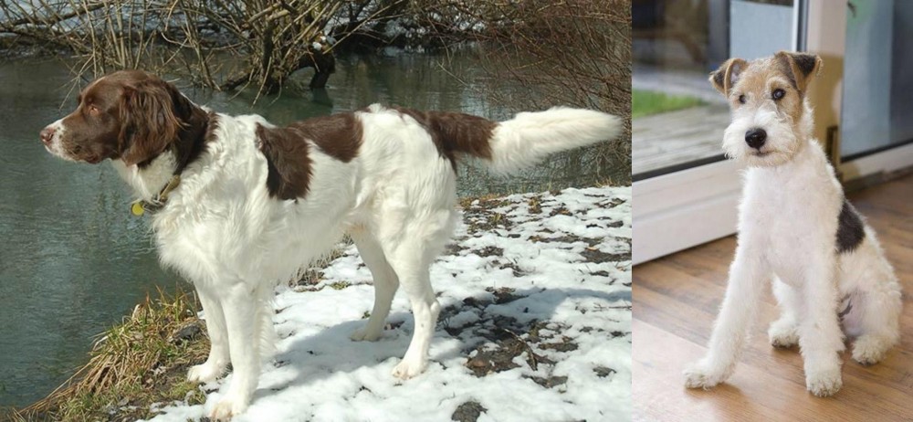 Wire Fox Terrier vs Drentse Patrijshond - Breed Comparison
