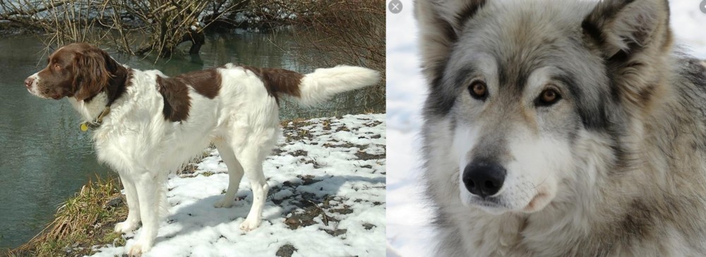 Wolfdog vs Drentse Patrijshond - Breed Comparison