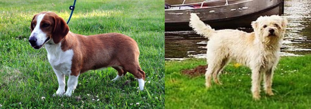 Dutch Smoushond vs Drever - Breed Comparison