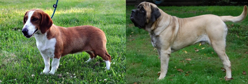 English Mastiff vs Drever - Breed Comparison
