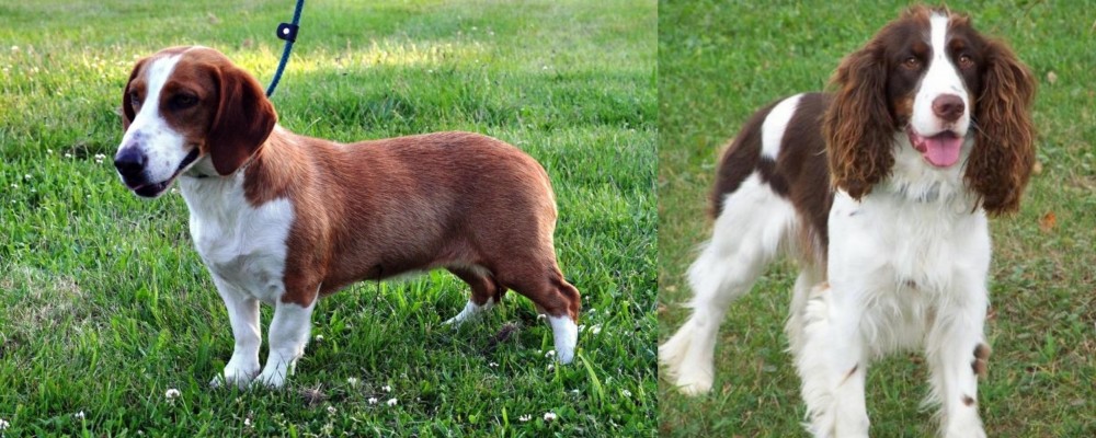 English Springer Spaniel vs Drever - Breed Comparison