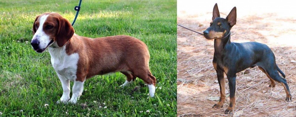 English Toy Terrier (Black & Tan) vs Drever - Breed Comparison