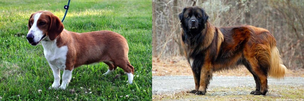 Estrela Mountain Dog vs Drever - Breed Comparison