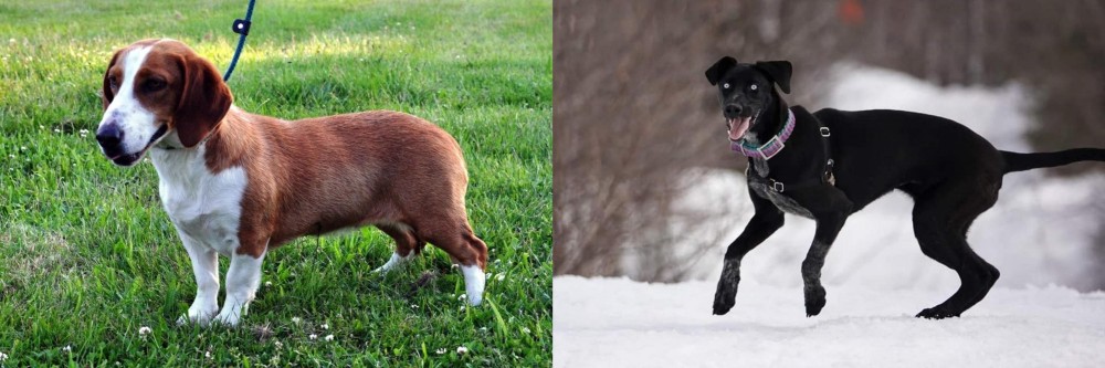Eurohound vs Drever - Breed Comparison