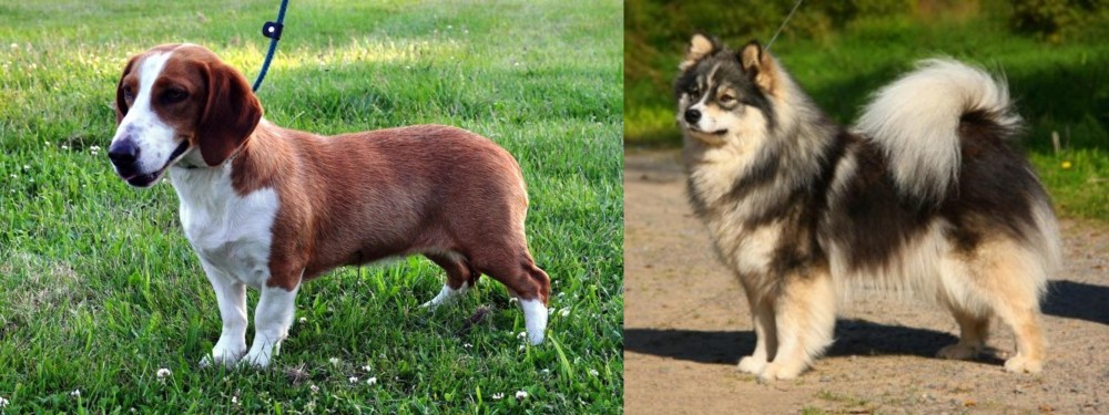 Finnish Lapphund vs Drever - Breed Comparison