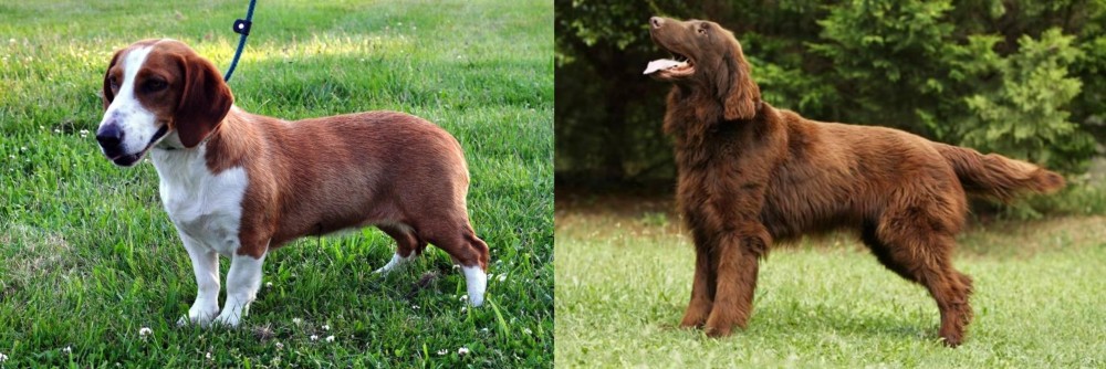 Flat-Coated Retriever vs Drever - Breed Comparison