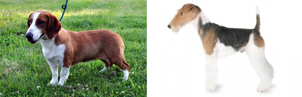 Fox Terrier vs Drever - Breed Comparison