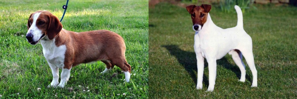 Fox Terrier (Smooth) vs Drever - Breed Comparison