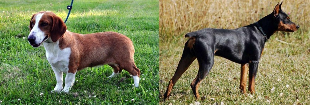 German Pinscher vs Drever - Breed Comparison