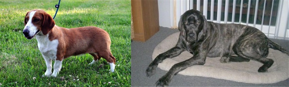 Giant Maso Mastiff vs Drever - Breed Comparison