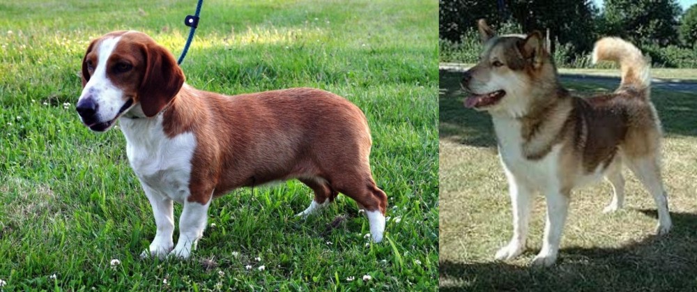 Greenland Dog vs Drever - Breed Comparison