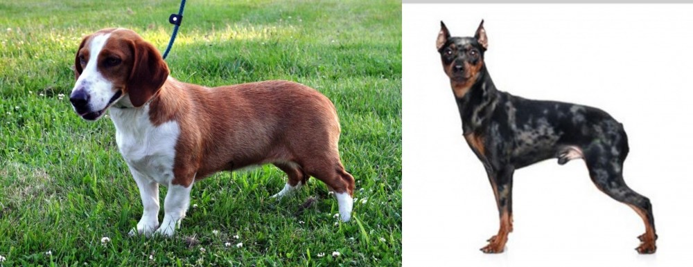 Harlequin Pinscher vs Drever - Breed Comparison