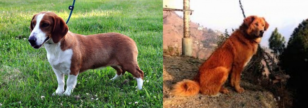 Himalayan Sheepdog vs Drever - Breed Comparison