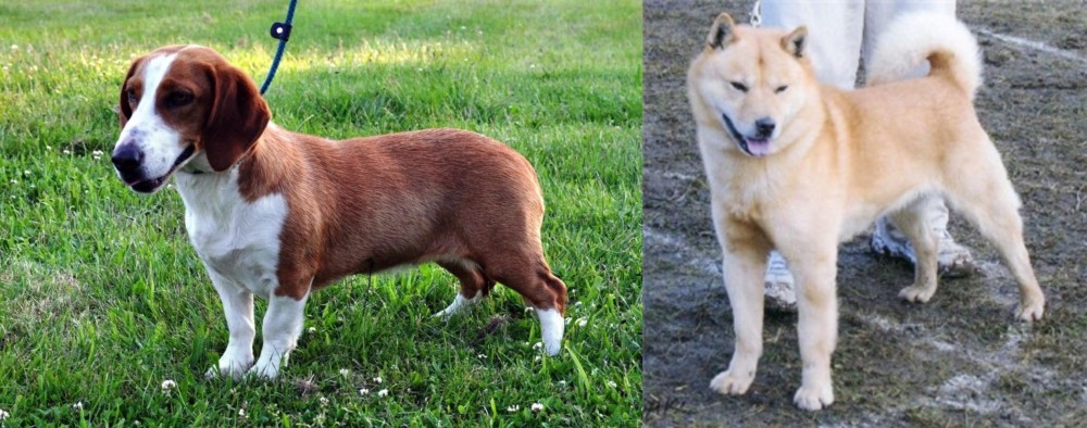 Hokkaido vs Drever - Breed Comparison