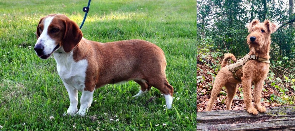 Irish Terrier vs Drever - Breed Comparison