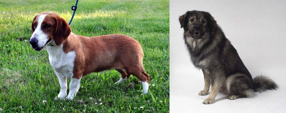 Istrian Sheepdog vs Drever - Breed Comparison