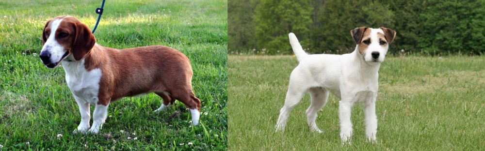 Jack Russell Terrier vs Drever - Breed Comparison