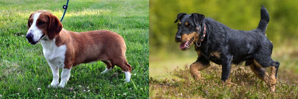 Jagdterrier vs Drever - Breed Comparison