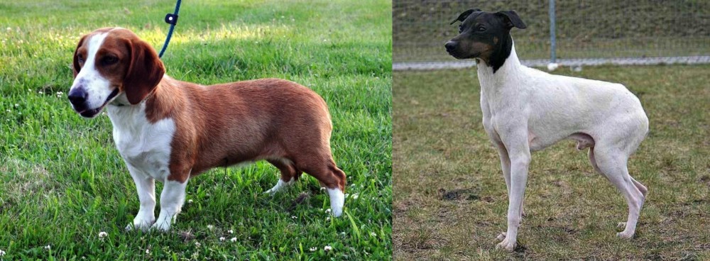 Japanese Terrier vs Drever - Breed Comparison
