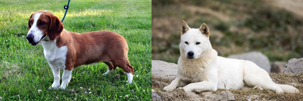 Jindo vs Drever - Breed Comparison
