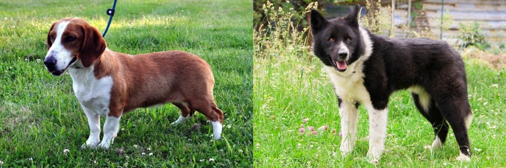 Karelian Bear Dog vs Drever - Breed Comparison