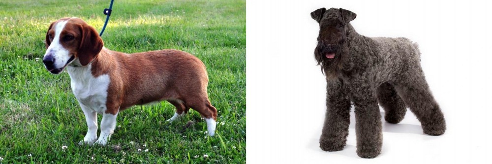 Kerry Blue Terrier vs Drever - Breed Comparison