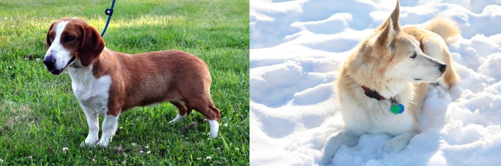 Labrador Husky vs Drever - Breed Comparison