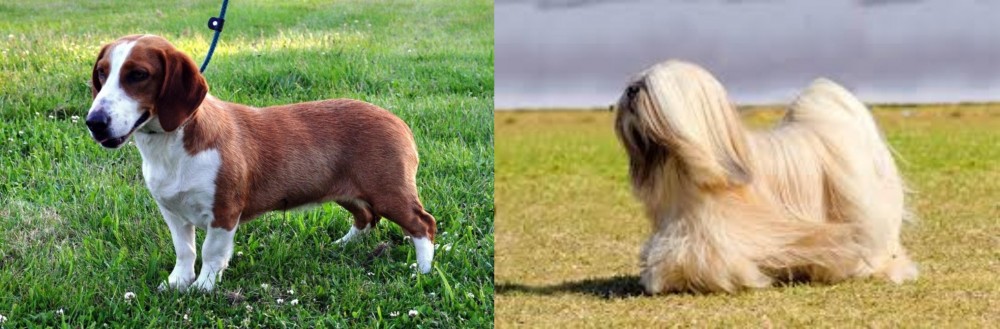Lhasa Apso vs Drever - Breed Comparison