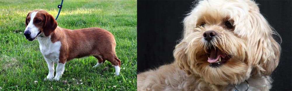 Lhasapoo vs Drever - Breed Comparison