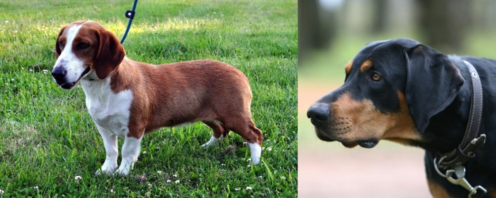 Lithuanian Hound vs Drever - Breed Comparison