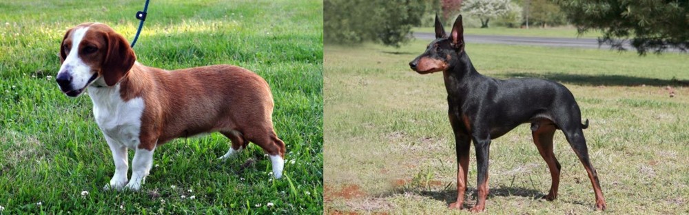 Manchester Terrier vs Drever - Breed Comparison