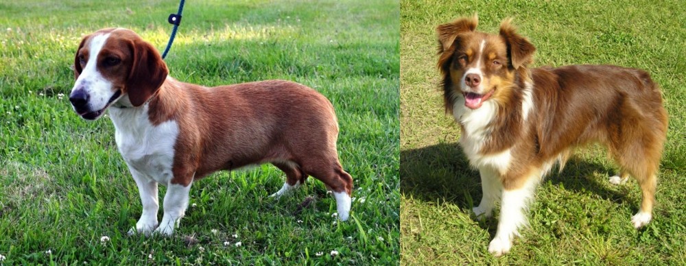 Miniature Australian Shepherd vs Drever - Breed Comparison