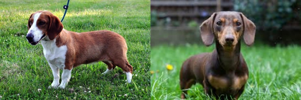 Miniature Dachshund vs Drever - Breed Comparison