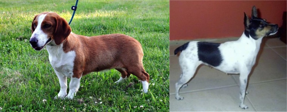 Miniature Fox Terrier vs Drever - Breed Comparison