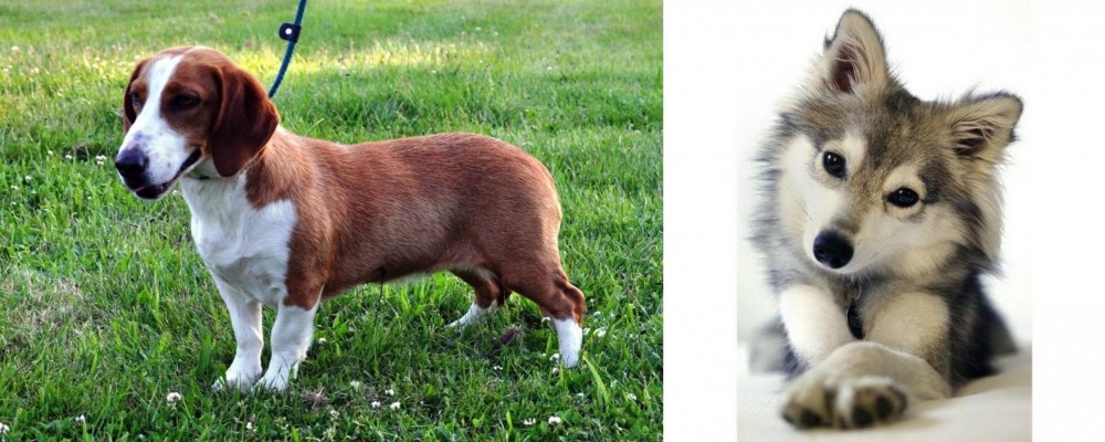 Miniature Siberian Husky vs Drever - Breed Comparison