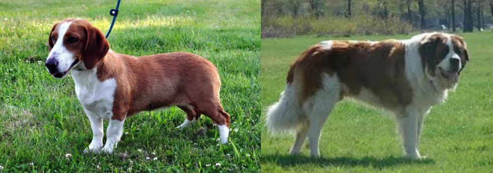 Moscow Watchdog vs Drever - Breed Comparison