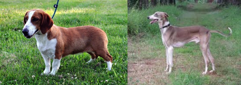 Mudhol Hound vs Drever - Breed Comparison