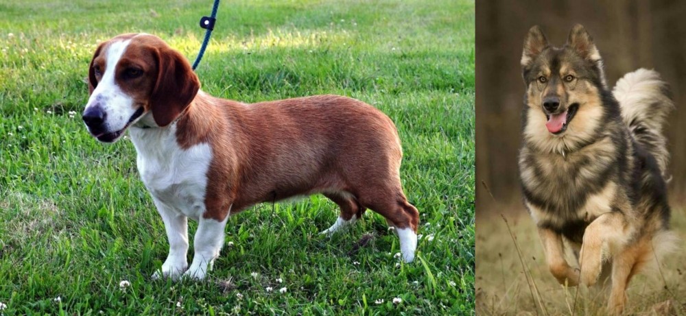 Native American Indian Dog vs Drever - Breed Comparison