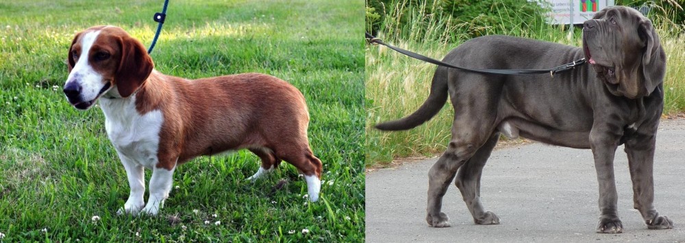 Neapolitan Mastiff vs Drever - Breed Comparison