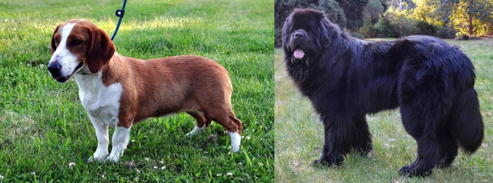 Newfoundland Dog vs Drever - Breed Comparison