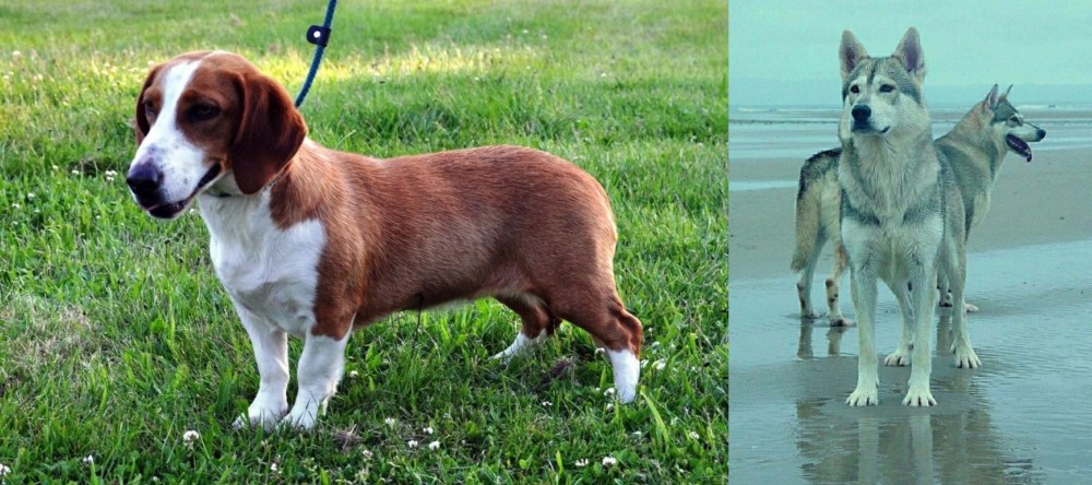 Northern Inuit Dog vs Drever - Breed Comparison