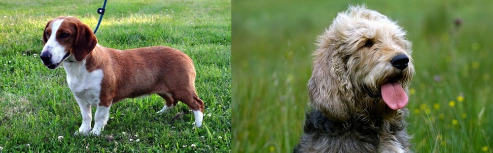 Otterhound vs Drever - Breed Comparison