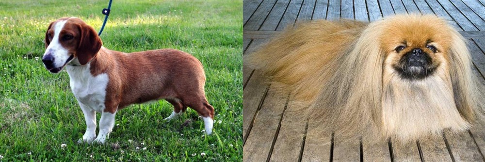 Pekingese vs Drever - Breed Comparison
