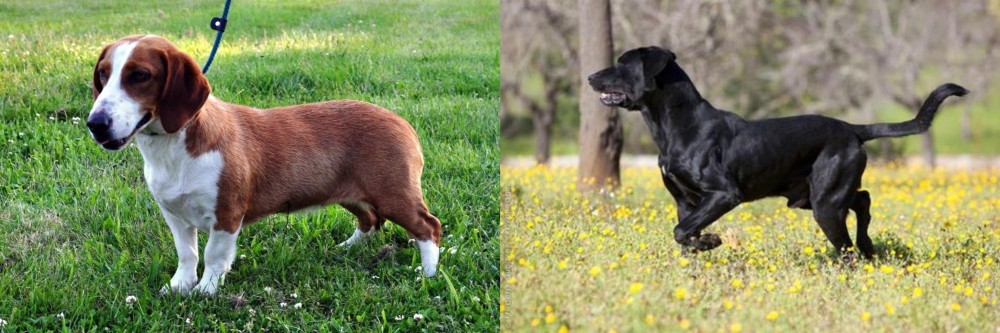Perro de Pastor Mallorquin vs Drever - Breed Comparison