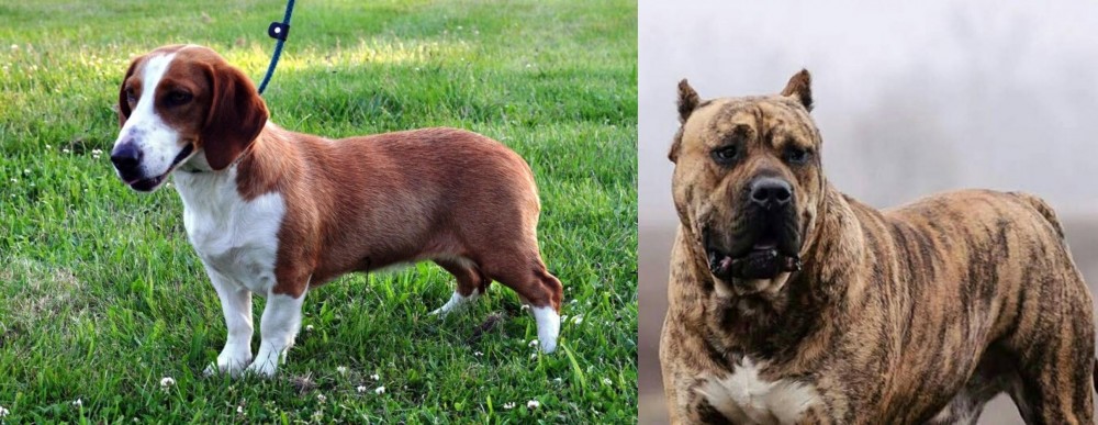 Perro de Presa Canario vs Drever - Breed Comparison