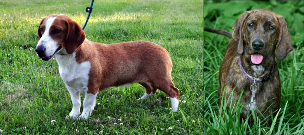 Plott Hound vs Drever - Breed Comparison