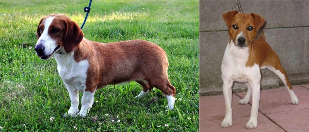Plummer Terrier vs Drever - Breed Comparison