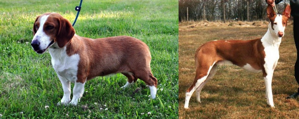 Podenco Canario vs Drever - Breed Comparison